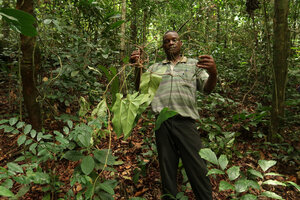 Innocent Medjo holding a specimen of Cercestis blancii with a stem ending in a long flagellum, Ebodjé, Campo, Cameroon, March 2018