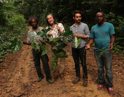 Innocent Medjo, Patrick Blanc, Marc Jeanson and Jules Ngueguim holding a fruiting specimen of Cercestis blancii, Ebodjé, Campo, Cameroon, March 2018