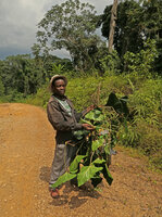 Innocent Medjo presenting a freshly collected specimen of Cercestis blancii, Nkol Elon, Campo, Cameroon, March 2017