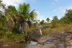 Patrick Blanc in the swampy savanna dominated by Mauritia flexuosa, with Utricularia in water holes between slabs, Cano Cristales, Serrania Macarena NP, Meta, Colombia, Oct. 2016