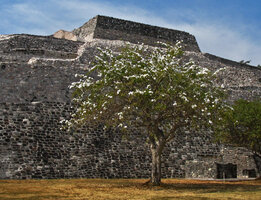 Ipomoea arborescens, a white flowering tree standing among the ruins, Cuernavaca, Mexico