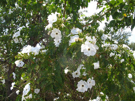 Ipomoea arborescens, flowers, Cuernavaca, Mexico