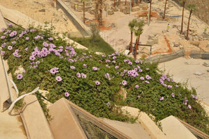 Ipomoea cairica, KAFD Conference Center, Riyadh, Saudi Arabia