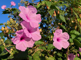 Ipomoea carnea &#039;Pascal Héni&#039; cultivated in Diego Suarez, Madagascar