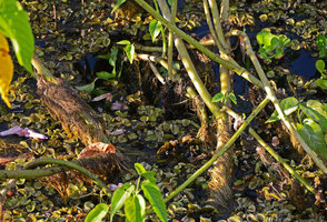 Ipomoea carnea ssp. fistulosa, roots from stem bases in water,, Transpantanera, Cuiaba, Brésil