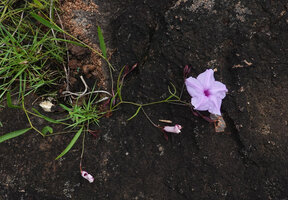 Ipomoea cf. blepharophylla, flowering stem on sandstone inselberg, Katavi NP, Tanzania