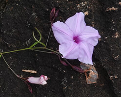 Ipomoea cf. blepharophylla, inflorescences and flower at anthesis, Katavi NP, Tanzania