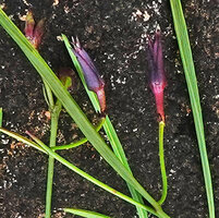 Ipomoea cf. blepharophylla, small involucral bracts and sepals, Katavi NP, Tanzania