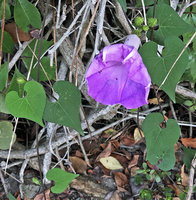 Ipomoea crinicalyx, Flores, Peten, Guatemala