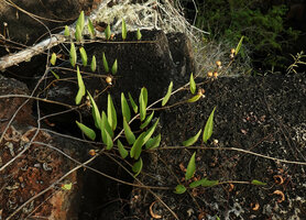 Ipomoea habeliana creeping on lava rocks, erect triangular lanceolate leaves, Santa Cruz, Galapagos