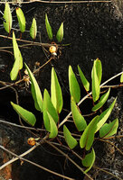 Ipomoea habeliana, erect green oval leaves with red midvein, Santa Cruz, Galapagos Is