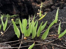 Ipomoea habeliana, erect leaves reducing sunlight intensity reaching the leaf blade surface, Santa Cruz, Galapagos Is