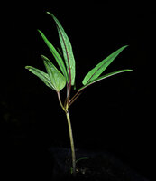 Ipomoea habeliana, seedling with bilobed cotyledon and young already erect leaves, Santa Cruz, Galapagos Is
