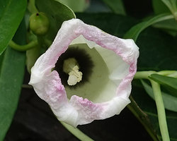 Ipomoea heterodoxa, flower at anthesis, already withering at noon,, Belize Botanic Gardens, San Ignacio, Belize