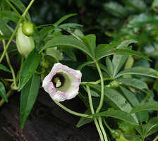 Ipomoea heterodoxa, flower at anthesis and flower buds, Belize Botanic Gardens, San Ignacio, Belize