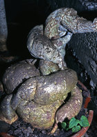 Ipomoea mauritiana in cultivation with tuberisation of stem base and roots