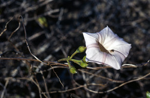 Ipomoea mojangensis, flower on leafless shoot, Toliara, Madagascar