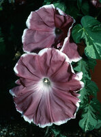 Ipomoea nil &#039;Yuuzuki&#039; (The Moon at Dusk), one of the many cultivars created by Japonese horticulturists mostly since the 17th century