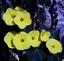 Ipomoea ochracea
