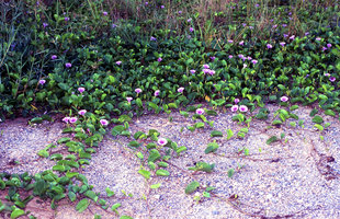 Ipomoea pes-caprae ssp. brasiliensis with big shortly bilobed leaves, Koh Samui, Thailand