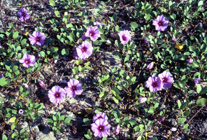 Ipomoea pes-caprae ssp. pes-caprae, Flowers and deeply bilobed leaves, Pondicherry, India