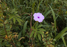 Ipomoea pes tigridis, Katavi NP, Tanzania