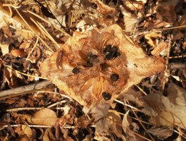 Ipomoea pileata (syn.I. involucrata), black seeds in the open dry capsules surrounded fy the fused involucral bracts, Mumbo Island, Lake Malawi NP