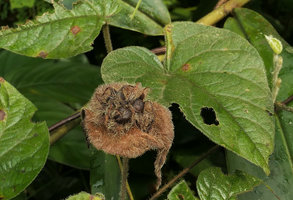 Ipomoea pileata (syn. I. involucrata), mature capsules surrounded by the dry involucral bracts, Campo, Cameroun