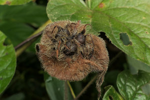 Ipomoea pileata (syn. I. involucrata), mature capsules surrounded by the hirsute dry involucral bracts, Campo, Cameroun