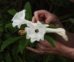 Ipomoea prismatosyphon, flower with purple center, Katavi NP, Tanzania