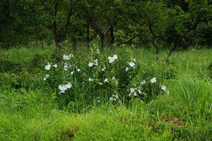 Ipomoea prismatosyphon, rigid erect half shrubby seasonal flowering stems in woodland savanna, Katavi NP, Tanzania