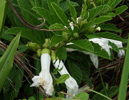 Ipomoea prismatosyphon, withering flowers in the morning, Katavi NP, Tanzania