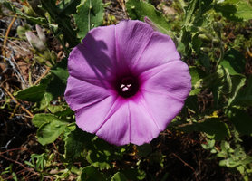 Ipomoea rubens, fully open flower at early afternoon, Lake Chamo, Arba Minch, Ethiopia