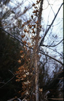 Ipomoea sagittata, dry stems and open capsules in winter, La Albufera, Valencia, Spain