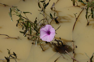 Ipomoea sagittata, flower close-up, Pantanal, Cuiaba, Brazil