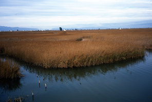 Ipomoea sagittata habitat, La Albufera, Valencia, Spain