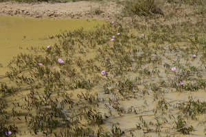 Ipomoea sagittata, Pantanal, Cuiaba, Brazil