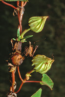 Ipomoea setifera, plicate calyx, French Guyana