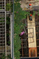 Ipomoea setosa var. campanulata blooming at Le Nouvel, Kuala Lumpur