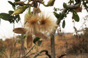 Ipomoea shirambensis, hairy seeds emerging from the dry open capsule, Monkey Bay, Malawi