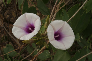 Ipomoea shirambensis, Malawi