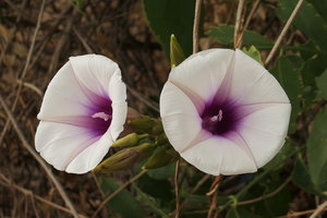 Ipomoea shirambensis, Monkey Bay, Malawi