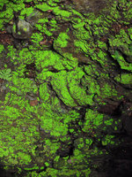 Iridescent Cyathodium foetidissimum at cave entrance, Tasik Kenyir, Trengganu, Malaysia