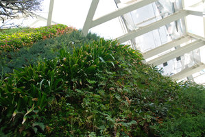 Iris japonica on the Vertical Garden in Torre de Cristal, Madrid