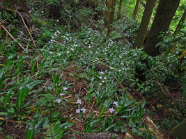 Iris japonica population, Yamaguchi, Japan