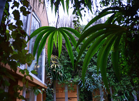 Iris wattii chez Patrick Blanc