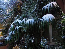 Iris wattii covered by snow at early morning, January 2013