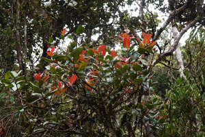 Isonandra montana with characteristic young bright red leaves, Horton Plains, Sri Lanka
