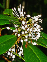 Ixora brunnescens, flowers, Mt Harriet NP, Andaman Islands