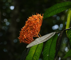 Ixora congesta, inflorescence, Bukit Panchor, Penang, Malaysia